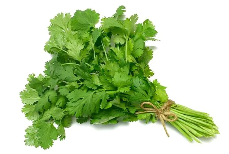 Cilantro por kg - pollera miniatura 1