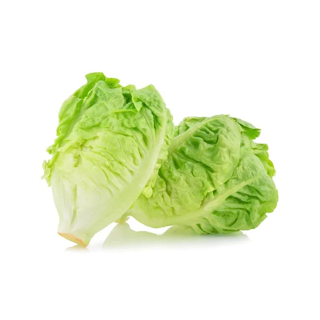 Cogollo de lechuga romana v8a miniatura 1
